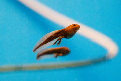 Tadpoles