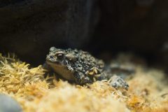 Adult toad