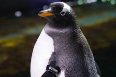Penguin-115-Gossamer