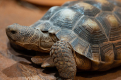 animal-habitats_discover-utah_desert-tortoise-1