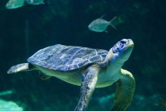 animal-habitats_ocean-explorer_green-sea-turtle