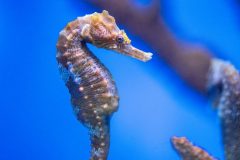 animal-ocean-striped-seahorse-e1684891740712
