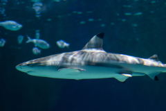 black-tip-reef-shark-12
