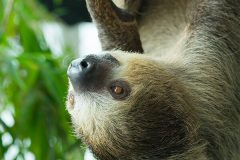 sloth-199-edited