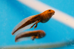  Tadpoles