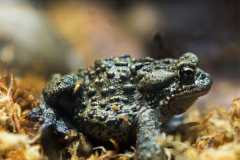  Adult toad