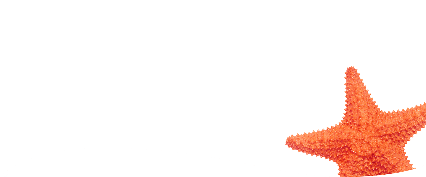 Decorative starfish