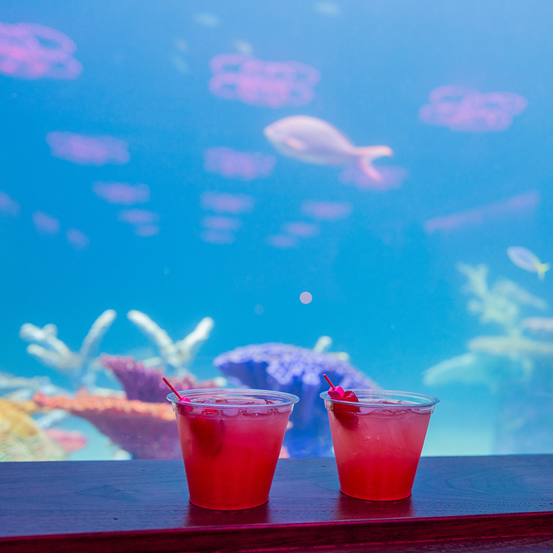 Guests exploring the Aquarium at night