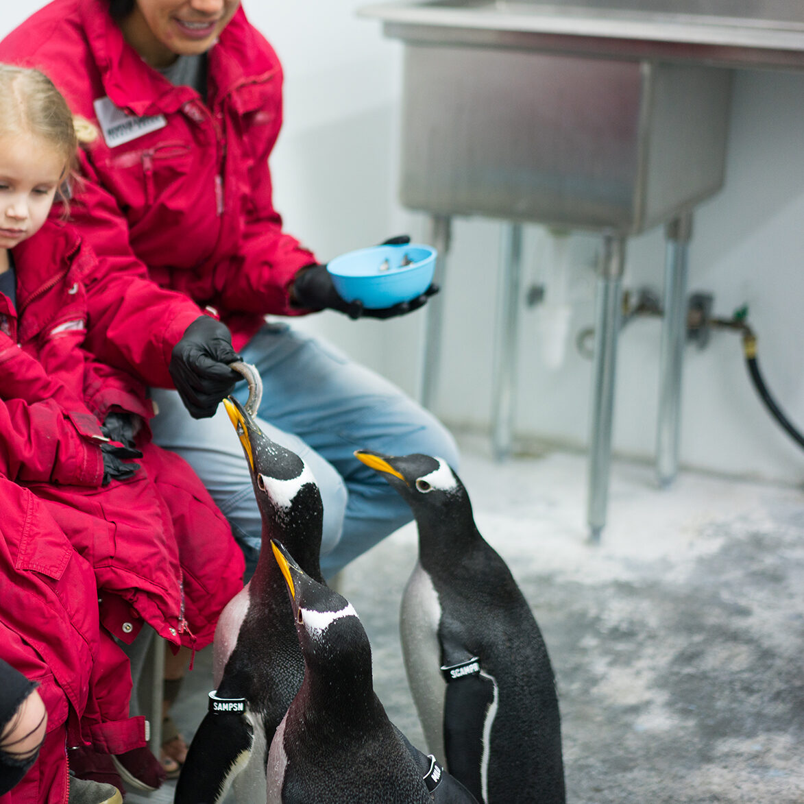 Penguin encounter