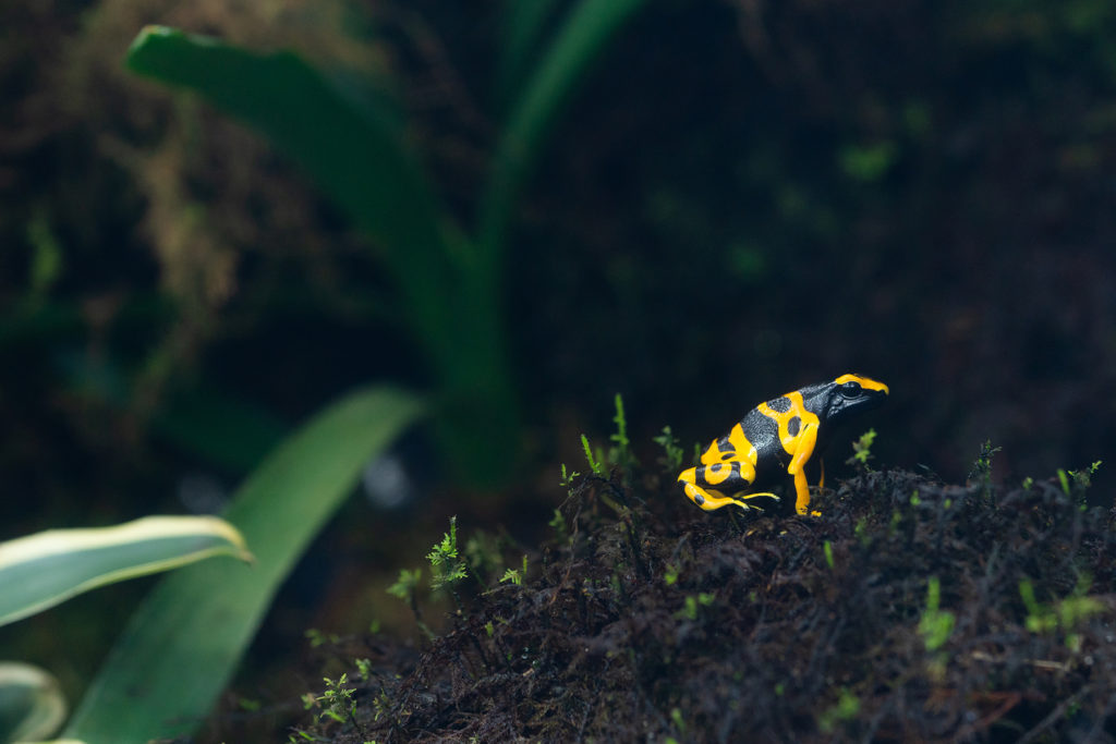 Poison dart frog sitting on moss