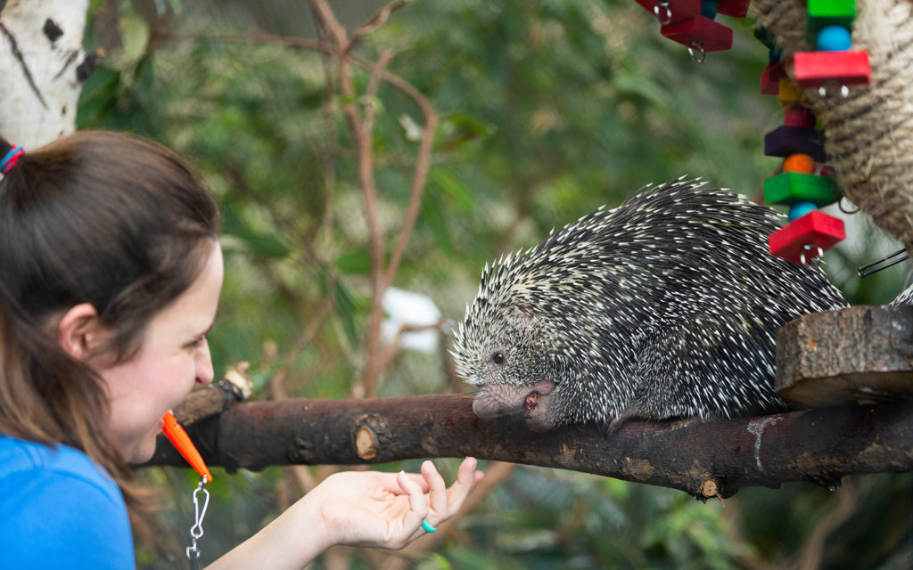 keeper and porcupine