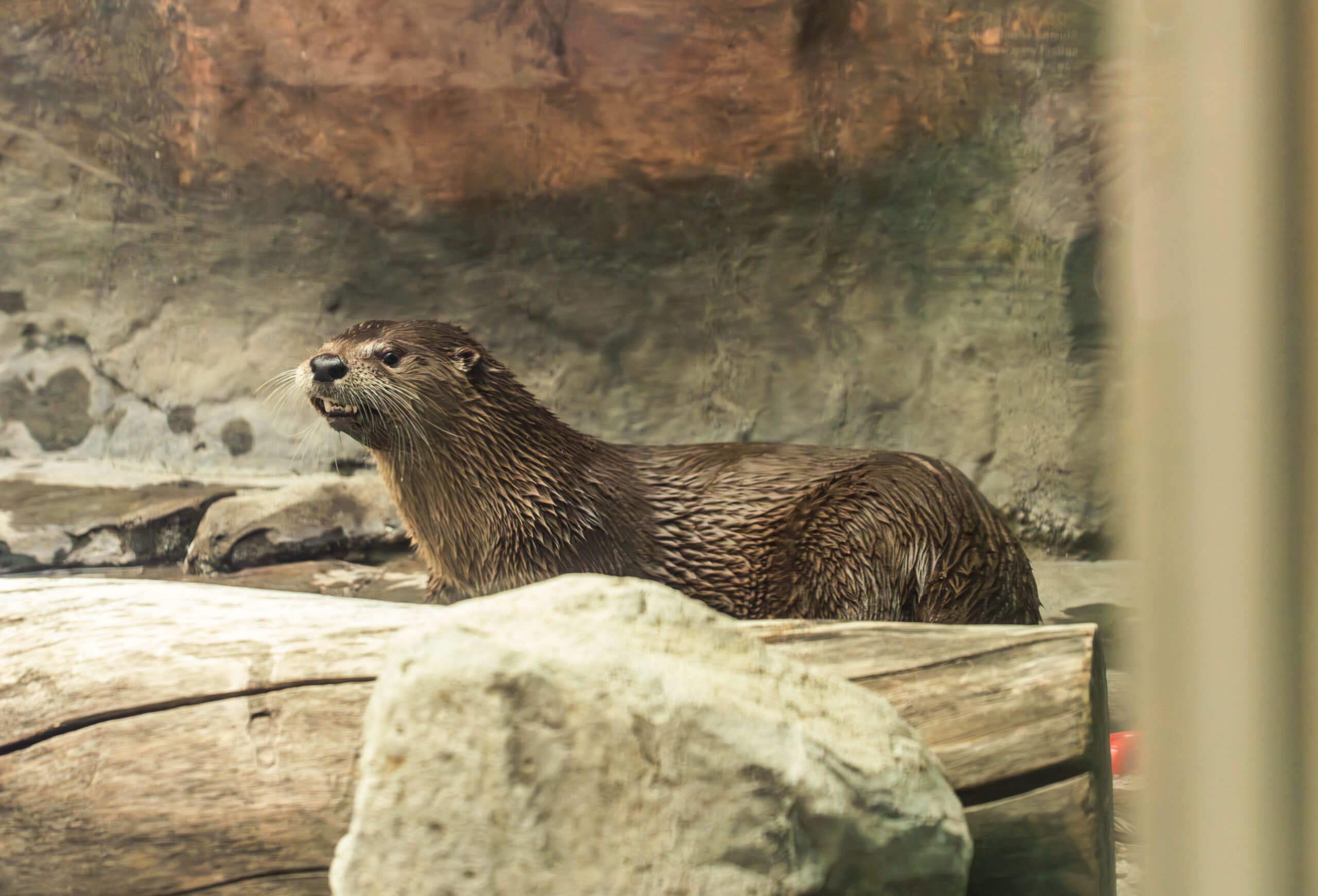North American River Otter