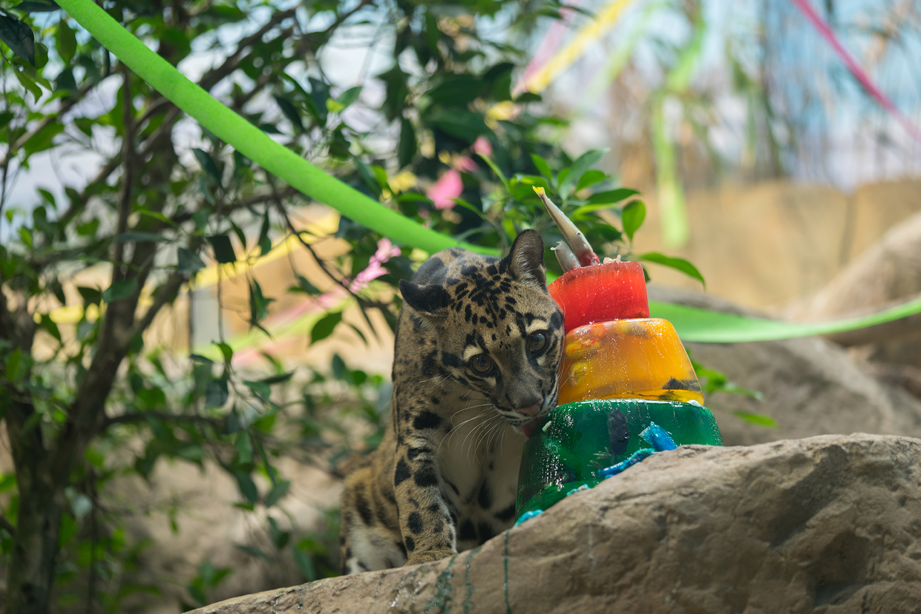 Clouded-Leopard-eating-a-fish-cake.