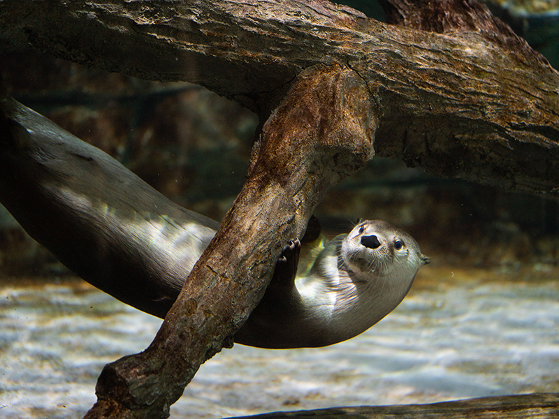 North American river otter at Loveland Living Planet Aquarium