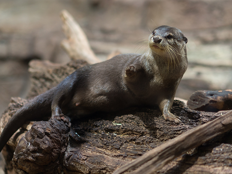 North American river otter at Loveland Living Planet Aquarium