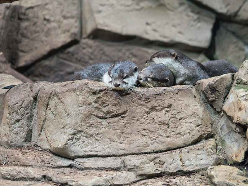 North American river otter at Loveland Living Planet Aquarium