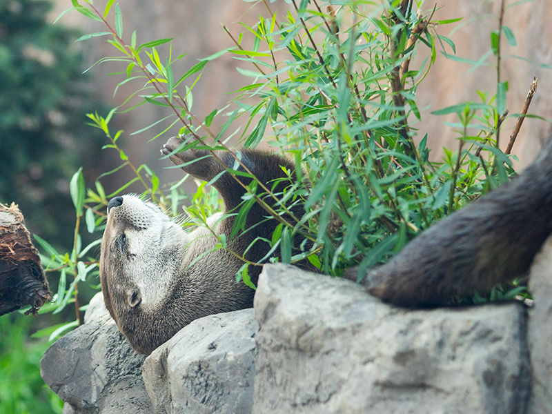 North American river otter at Loveland Living Planet Aquarium