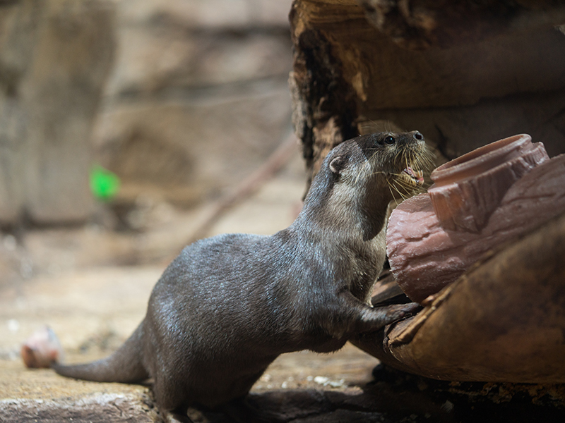 North American river otter at Loveland Living Planet Aquarium