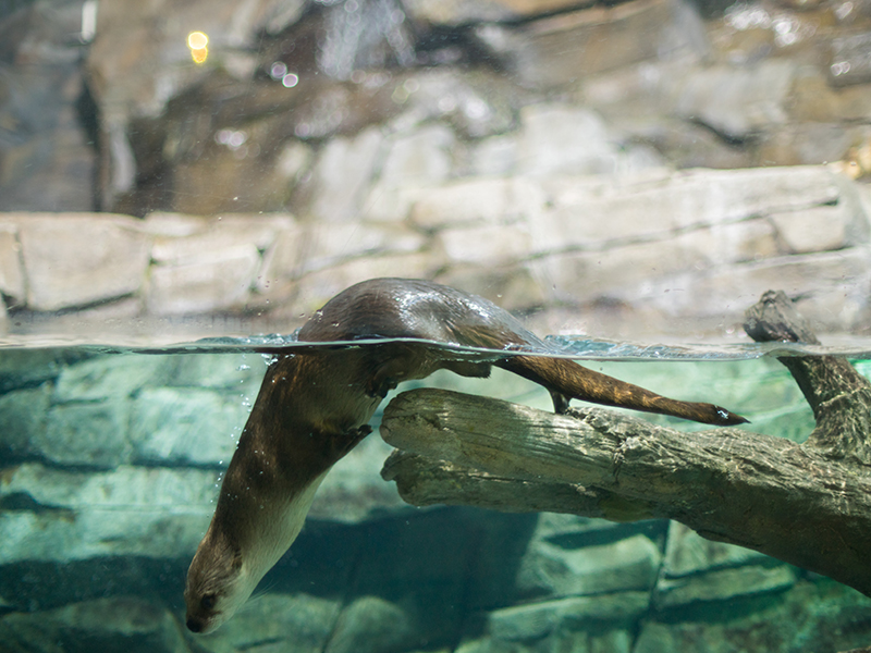 North American river otter at Loveland Living Planet Aquarium