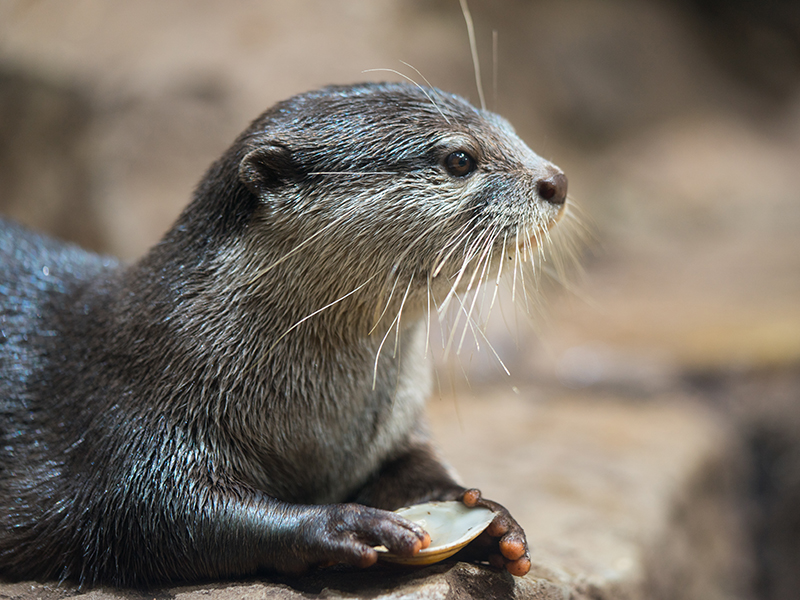 North American river otter at Loveland Living Planet Aquarium