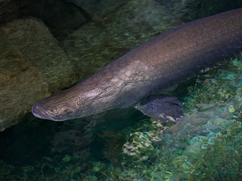 Arapaima at Loveland Living Planet Aquarium