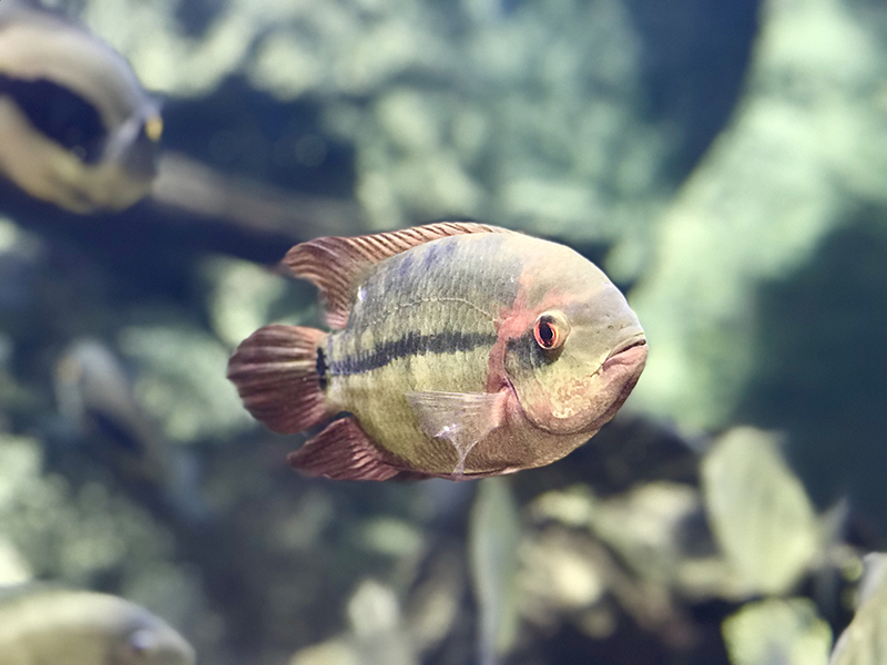 Aquarium photography sample at Loveland Living Planet Aquarium