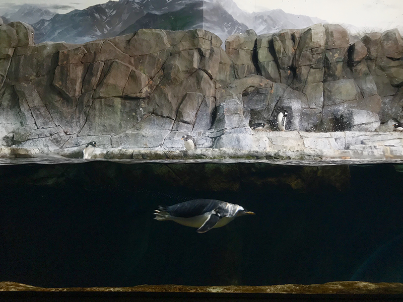 Aquarium photography sample at Loveland Living Planet Aquarium