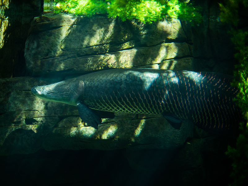 Arapaima at Loveland Living Planet Aquarium