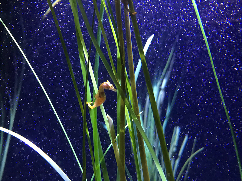 Aquarium photography sample at Loveland Living Planet Aquarium