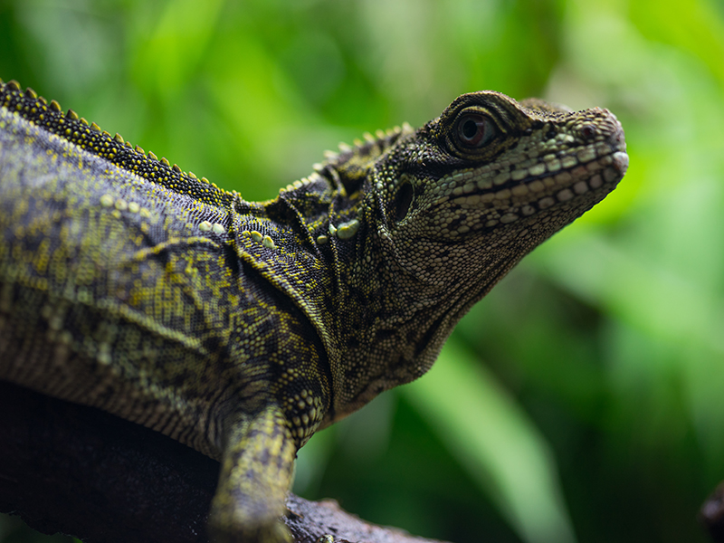 Lizard at Loveland Living Planet Aquarium