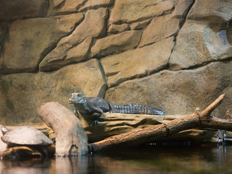 Dwarf caiman at Loveland Living Planet Aquarium