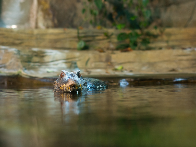Dwarf caiman at Loveland Living Planet Aquarium