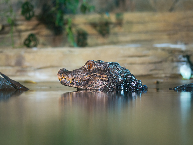 Dwarf caiman at Loveland Living Planet Aquarium