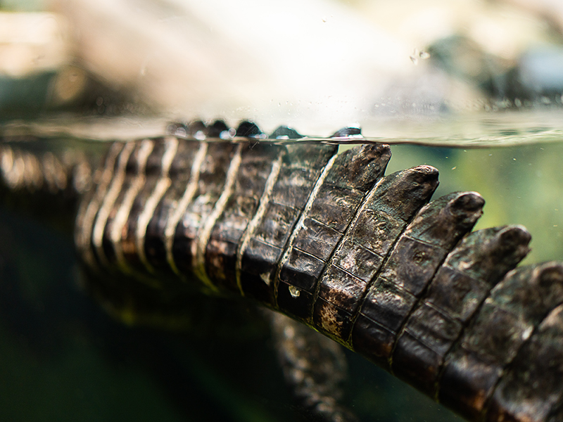 Dwarf caiman at Loveland Living Planet Aquarium