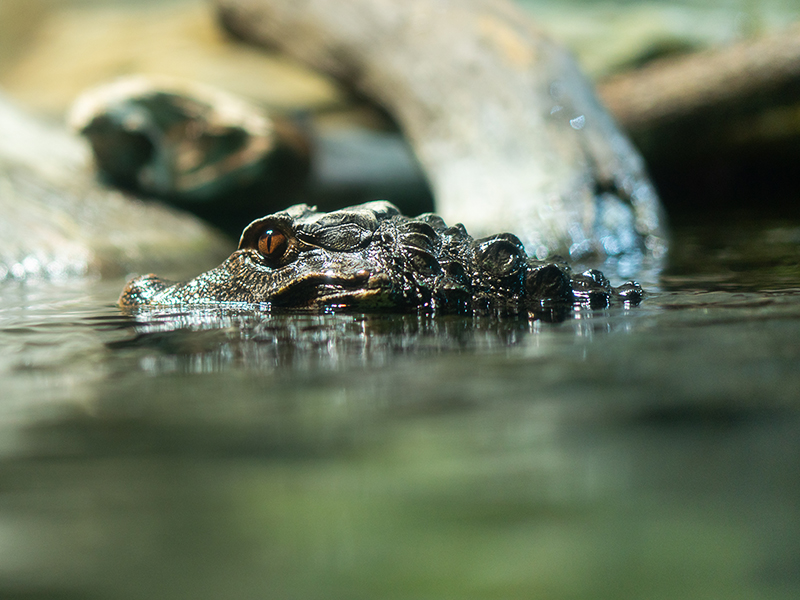 Dwarf caiman at Loveland Living Planet Aquarium