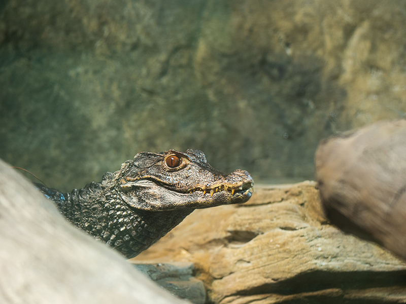 Dwarf caiman at Loveland Living Planet Aquarium