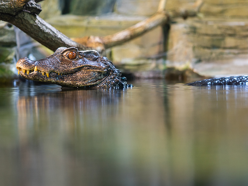 Dwarf caiman at Loveland Living Planet Aquarium
