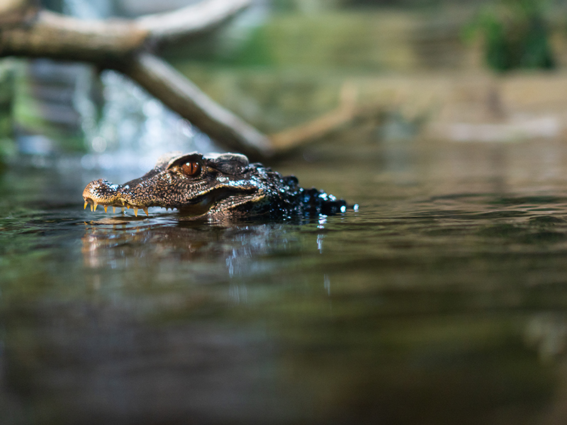 Dwarf caiman at Loveland Living Planet Aquarium