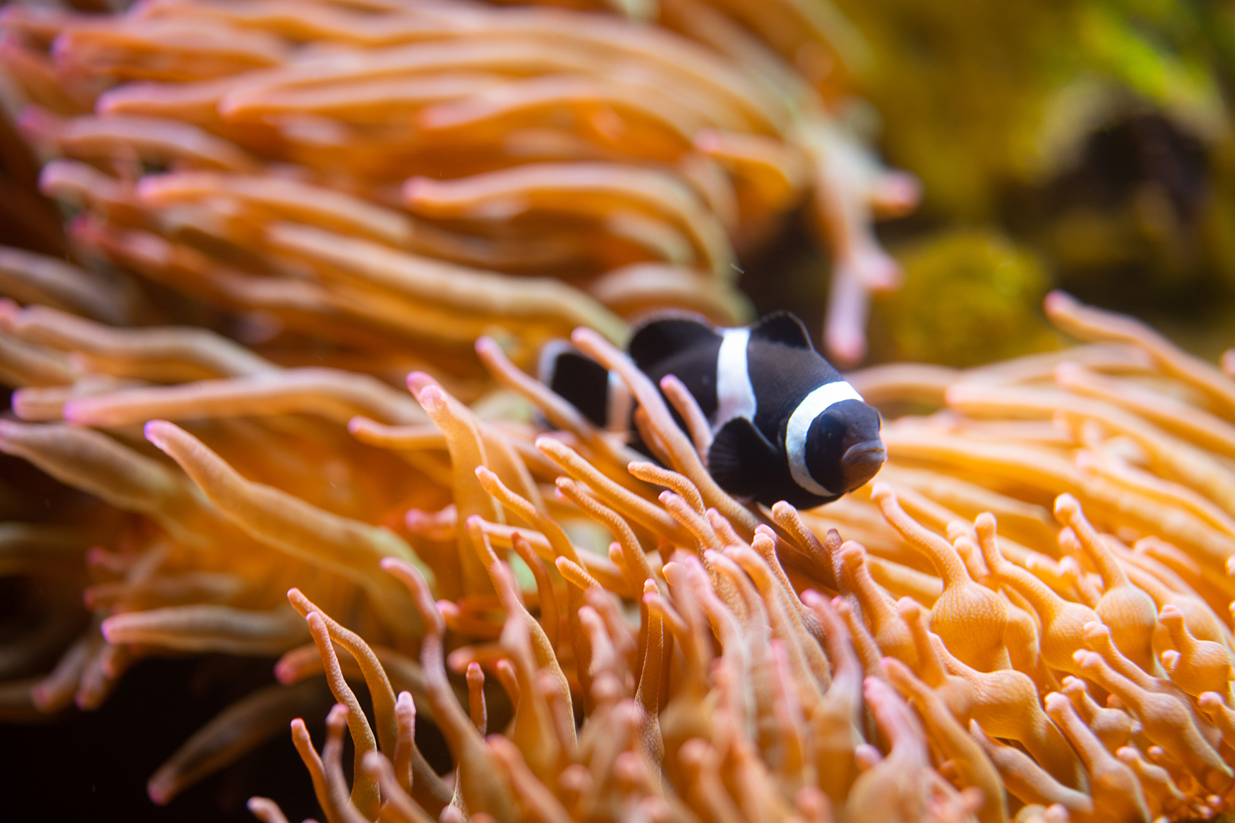 Clownfish at Loveland Living Planet Aquarium
