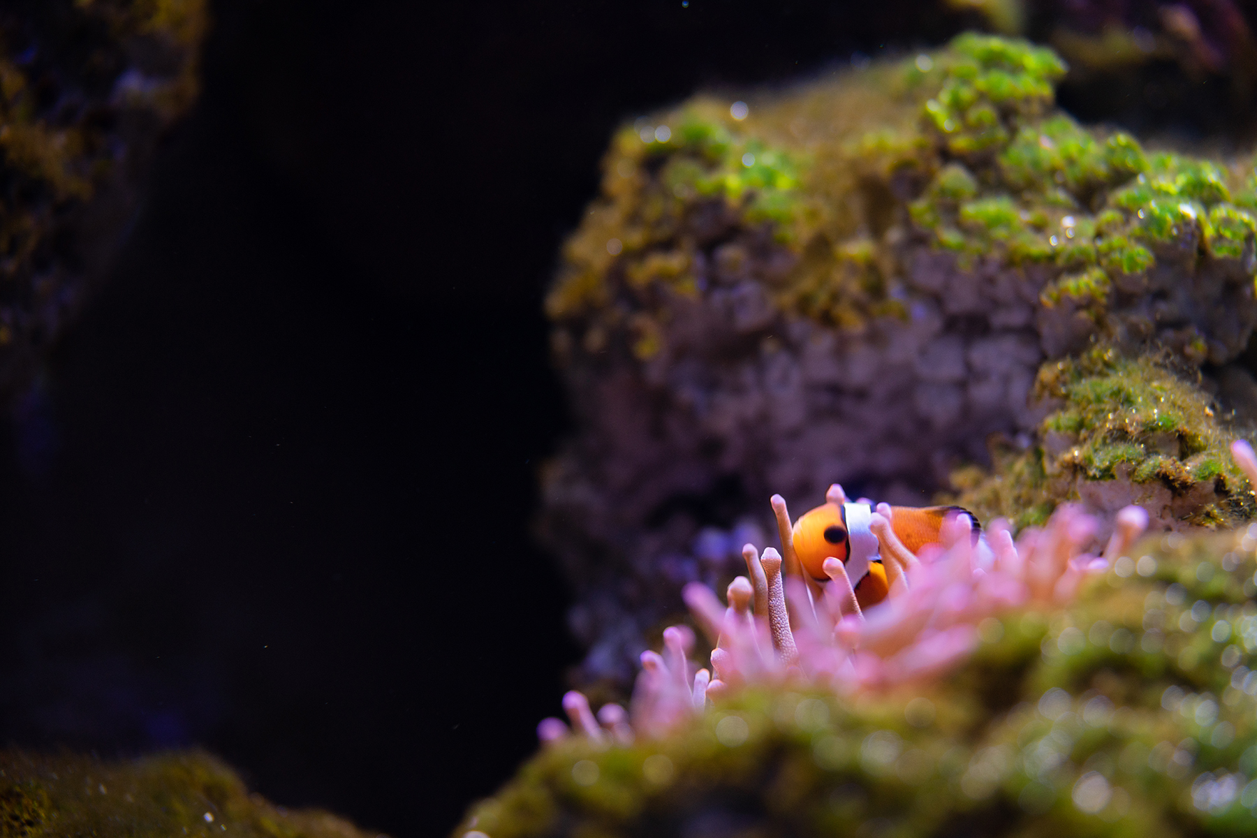 Clownfish at Loveland Living Planet Aquarium