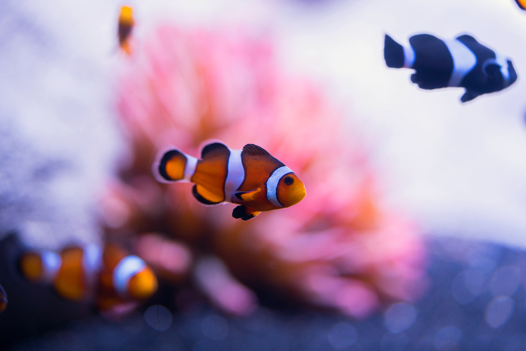 Clownfish at Loveland Living Planet Aquarium