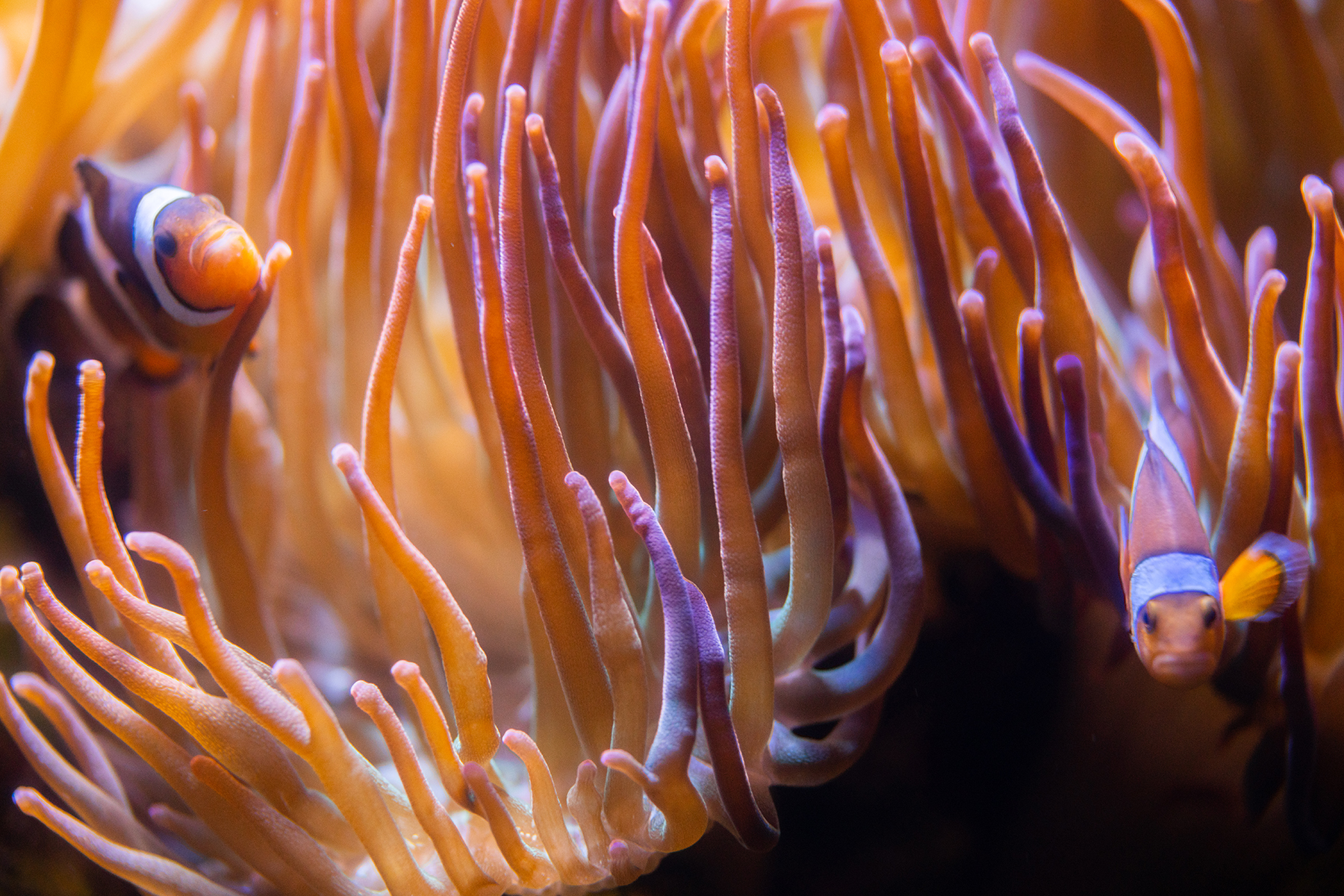 Clownfish at Loveland Living Planet Aquarium