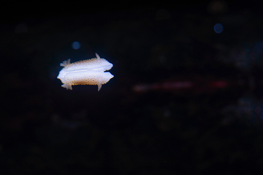 Nudibranch at Loveland Living Planet Aquarium