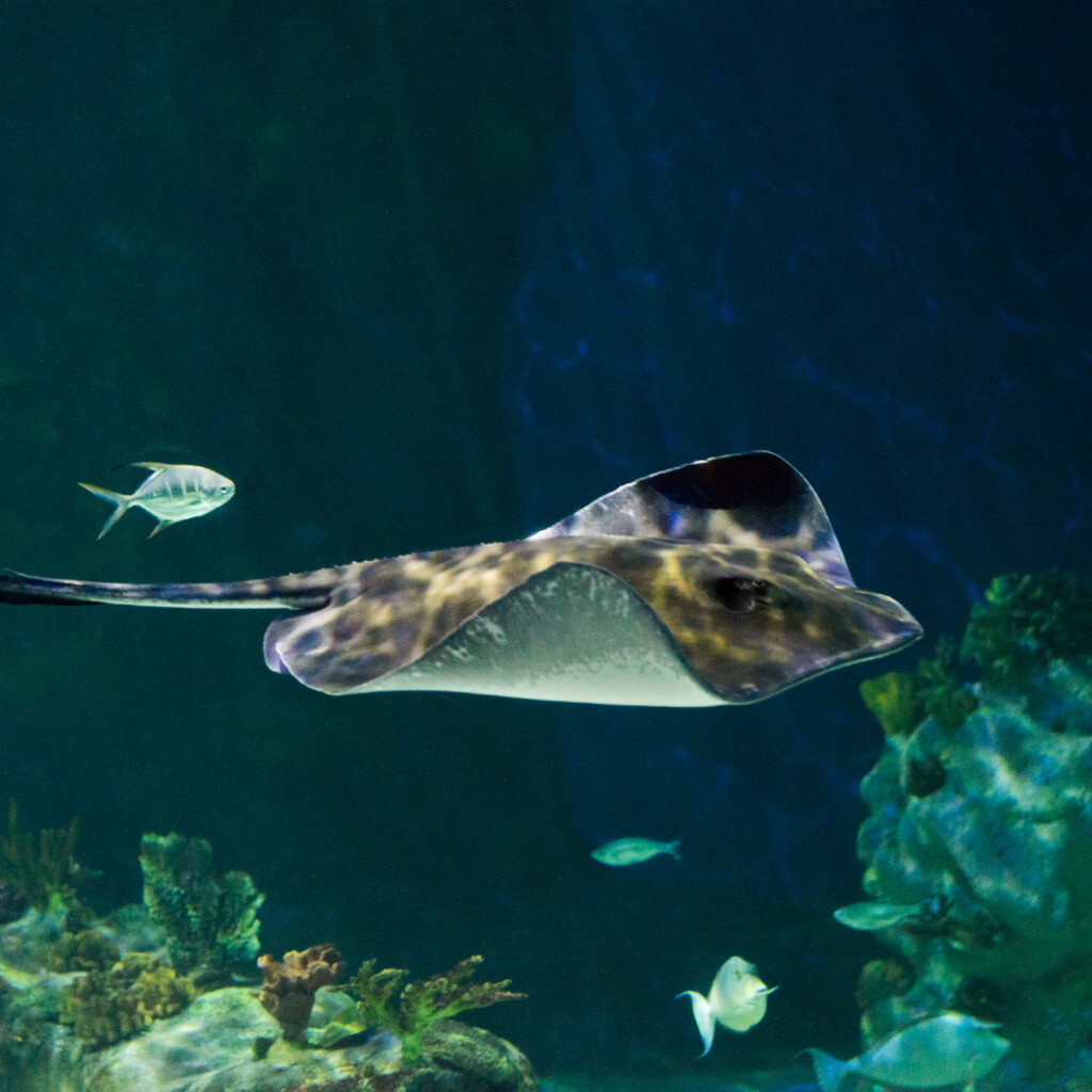 Southern stingray at aquarium