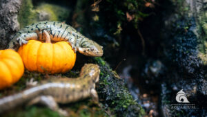 background wallpaper image of tiger salamanders on mini pumpkin