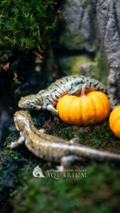 background wallpaper image of tiger salamanders on mini pumpkin