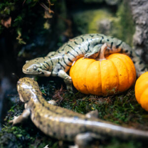 background wallpaper image of tiger salamanders on mini pumpkin