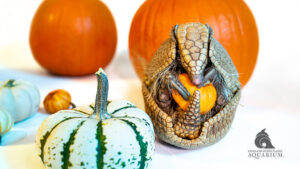 background wallpaper image of armadillo clutching a mini pumpkin