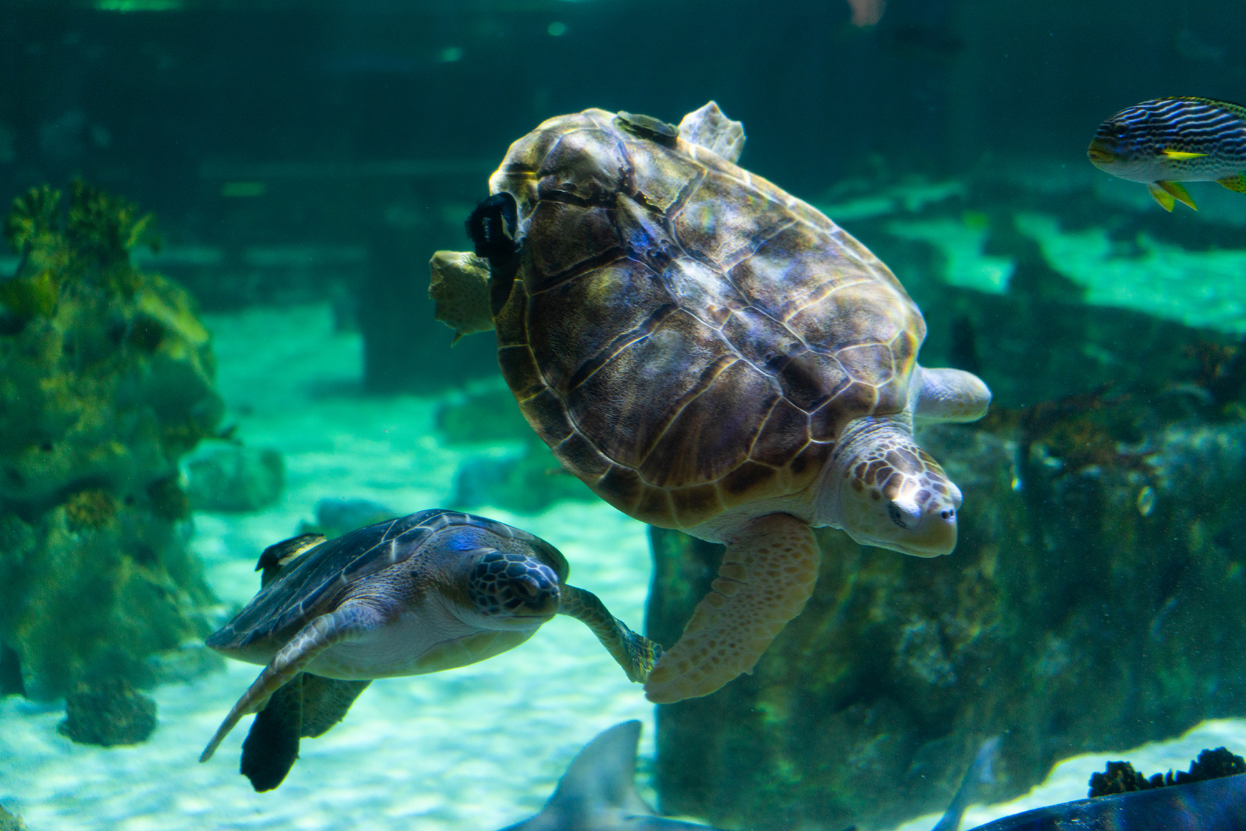 World Sea Turtle Day - The Living Planet Aquarium