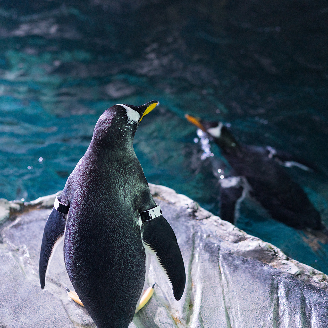 Penguins | Educational Resources | Loveland Living Planet Aquarium 